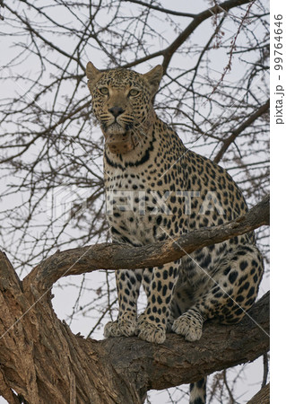 Leopard hunting Leopard hunting 99764646