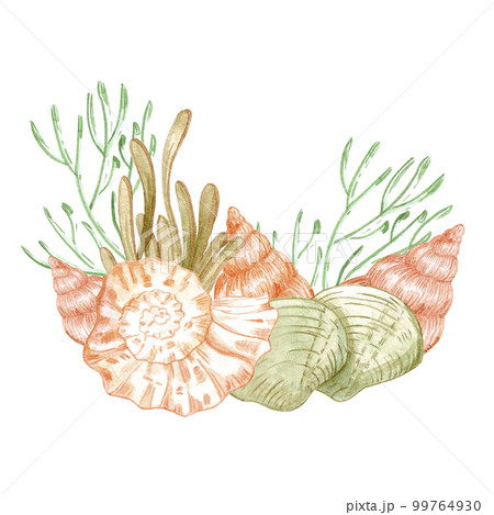 Hand drawn watercolor seashells and seaweed composition. Isolated on white background. Scrapbook, post card, banner, lable. 99764930