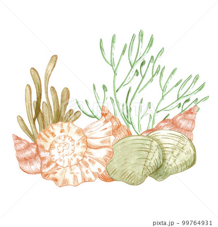 Hand drawn watercolor seashells and seaweed composition. Isolated on white background. Scrapbook, post card, banner, lable. 99764931