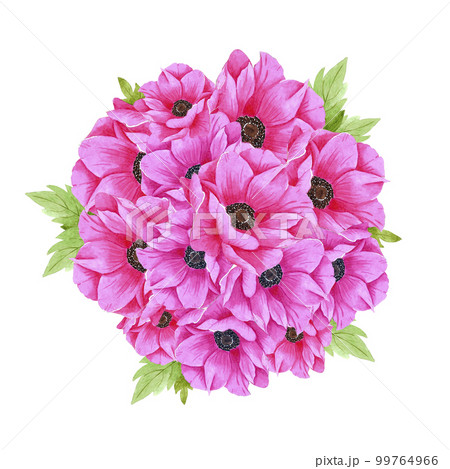 Hand drawn watercolor pink anemone flowers bouquet with green leaves. Isolated on white background. Scrapbook, post card, banner, lable. 99764966
