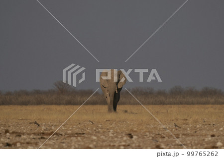 African elephant approaching a waterhole 99765262