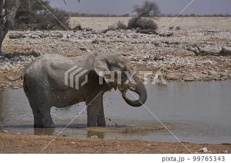 Elephants at a waterhole 99765343