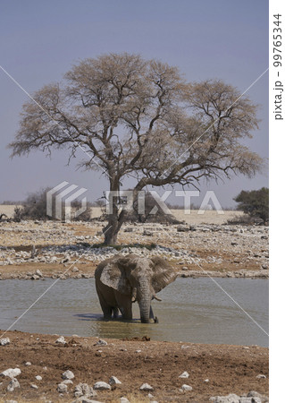 Elephants at a waterhole 99765344