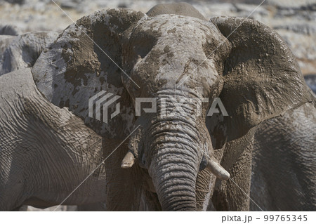 Elephants at a waterhole Elephants at a waterhole 99765345