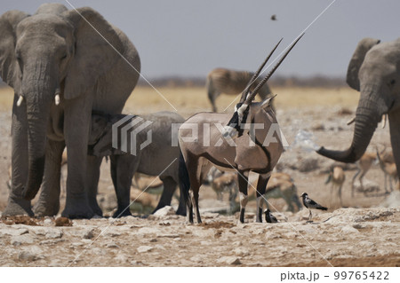 Oryx at a crowded waterhole Oryx at a crowded waterhole 99765422