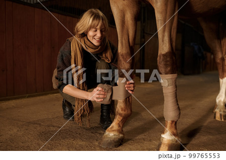 Closeup woman horse owner putting bandage on animal leg to prevent injury Closeup woman horse owner putting bandage on animal leg to prevent injury 99765553