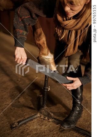 Female horse owner trimming and shaping young stallion hoof 99765555