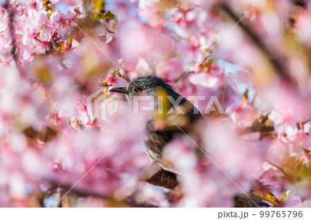 ヒヨドリと河津桜 99765796