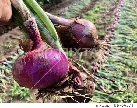 自然栽培の畑の野菜 自然栽培の畑の野菜 99766973