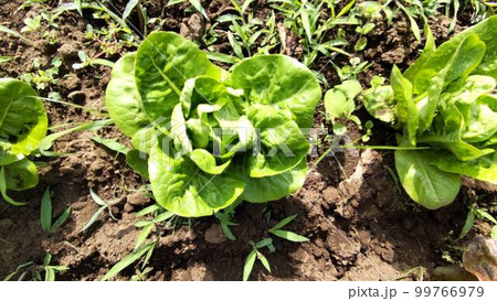 自然栽培の畑の野菜 自然栽培の畑の野菜 99766979