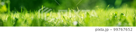 Panoramic closeup view of the fresh green grass in nature. 99767652