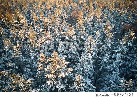 Aerial view of frosty white winter pine forests and birch groves covered with hoarfrost and snow. Drone photo of high trees in mountains at winter time. Idyllic landscape Aerial view of frosty white winter pine forests and birch groves covered with hoarfrost and snow. Drone photo of high trees in mountains at winter time. Idyllic landscape 99767754