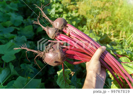 Farmer holding fresh vegetables. Harvesting beets and beet greens. Seasonal works of cultivation and harvesting vegetarian food in country side. 99767819