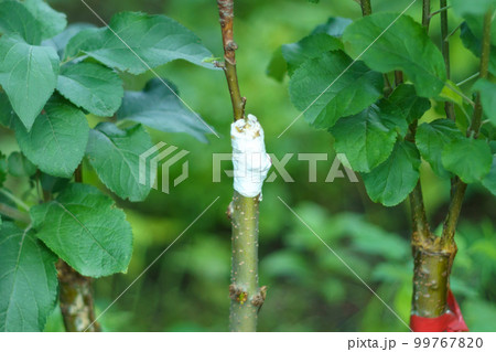 A trunk of a young apple tree. Branches of a young fruit apple tree in a garden. Live green cuttings at grafting apple tree 99767820