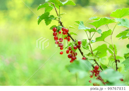 Red currant berries on a shrub branch. Summer season fruits on sunlight. Selective focus 99767831