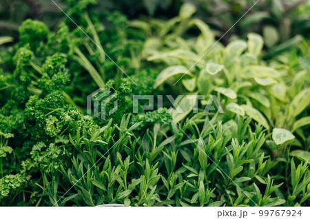 Fresh Herbs in Garden 99767924