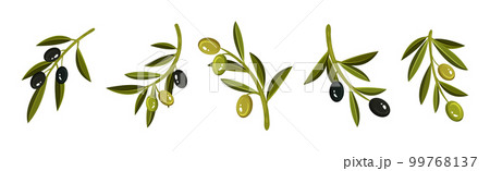 Olive Branches with Hanging Ripe Green and Black Fruit Vector Set 99768137
