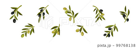 Olive Branches with Hanging Ripe Green and Black Fruit Vector Set 99768138