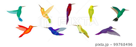 Colorful Hummingbird Species with Long Beak Fluttering with Bright Wings Vector Set 99768496
