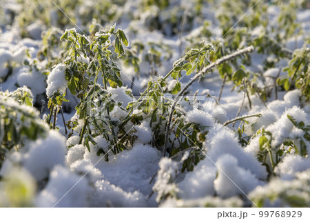 Green grass covered with snow and ice in winter Green grass covered with snow and ice in winter 99768929