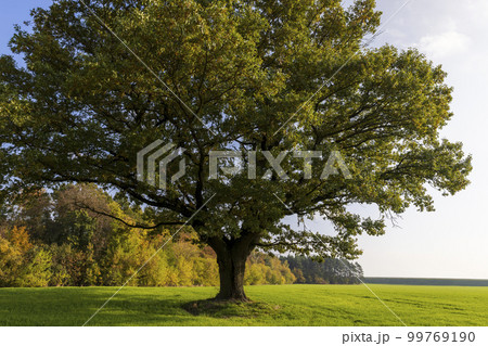 The yellowing foliage of an oak in the autumn season 99769190