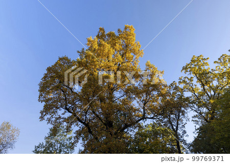 Autumn season in the park, the foliage 99769371