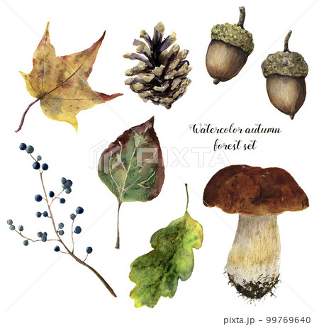 Watercolor autumn forest set. Hand painted pine cone, acorn, hare, mushroom and yellow leave isolated on white background. Botanical illustration for design 99769640