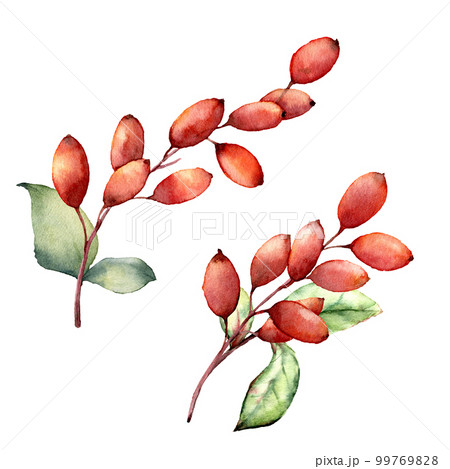 Watercolor barberries. Hand painted berries, leaves and branches isolated on white background. Botanical illustration for design, print or background. Christmas berries. Watercolor barberries. Hand painted berries, leaves and branches isolated on white background. Botanical illustration for design, print or background. Christmas berries. 99769828