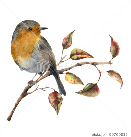 Watercolor robin sitting on tree branch with red and yellow leaves. Autumn illustration with bird and fall leaves isolated on white background. Nature print for design. 99769853