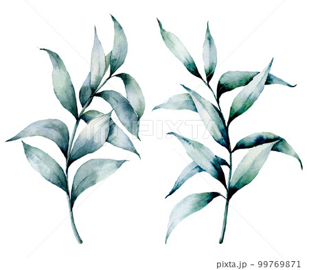 Watercolor silver eucalyptus set. Hand painted seeded eucalyptus branch with leaves isolated on white background. Floral illustration for design, print, fabric or background. Watercolor silver eucalyptus set. Hand painted seeded eucalyptus branch with leaves isolated on white background. Floral illustration for design, print, fabric or background. 99769871