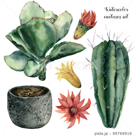 色鉛筆画「 cactus ～ サボテン ～ 」A4・額付き◇◇手描き◇原画