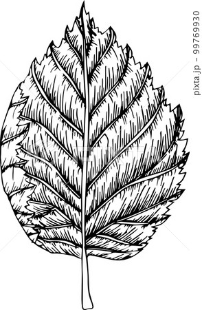 Vector set of hand drawing wild plants, herbs and berries, monochrome artistic botanical illustration Vector set of hand drawing wild plants, herbs and berries, monochrome artistic botanical illustration 99769930