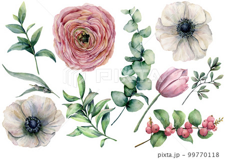 Watercolor flower set with eucalyptus leaves. Hand painted anemone, ranunculus, tulip, berries and branch isolated on white background. Natural illustration for design, print, fabric or background. Watercolor flower set with eucalyptus leaves. Hand painted anemone, ranunculus, tulip, berries and branch isolated on white background. Natural illustration for design, print, fabric or background. 99770118