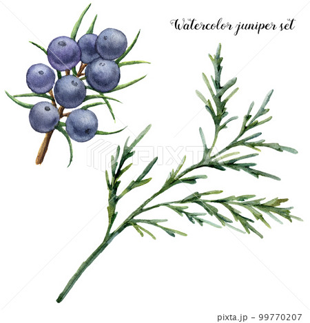 Watercolor juniper set. Hand painted blue berries and juniper branch isolated on white background. Botanical floral illustration. For design or print. 99770207