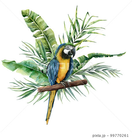 Watercolor parrot with tropical leaves. Hand painted parrot with monstera, banana and palm greenery branch isolated on white background. Nature illustration with bird. For design, print or background. 99770261
