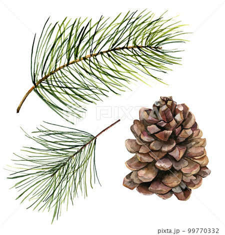 Watercolor pine cone and fir branch set. Hand painted pine branch with cone isolated on white background. Botanical clip art for design or print. Holiday plant Watercolor pine cone and fir branch set. Hand painted pine branch with cone isolated on white background. Botanical clip art for design or print. Holiday plant 99770332
