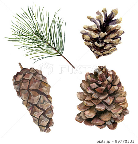 Watercolor pine cones set. Hand painted pine branch with cones isolated on white background. Botanical clip art for design or print. Holiday plant. Watercolor pine cones set. Hand painted pine branch with cones isolated on white background. Botanical clip art for design or print. Holiday plant. 99770333