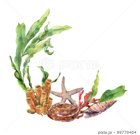 Watercolor nautical border with coral reef. Hand painted underwater illustration with laminaria branch, starfish and shell isolated on white background. Nautical illustration for design. Watercolor nautical border with coral reef. Hand painted underwater illustration with laminaria branch, starfish and shell isolated on white background. Nautical illustration for design. 99770404