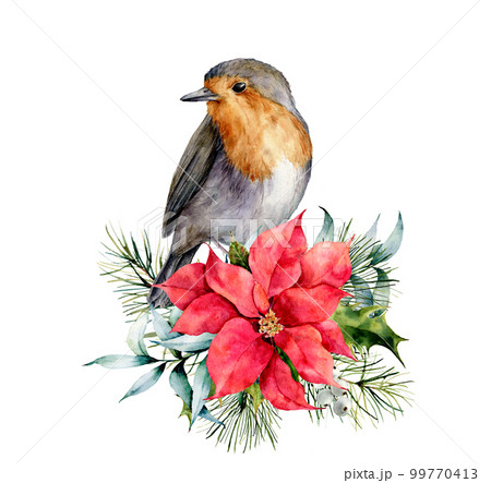 Watercolor Christmas card with robin and winter design. Hand painted bird with poinsettia, mistletoe, fir branch and holly isolated on white background. Holiday symbol for design, print. 99770413