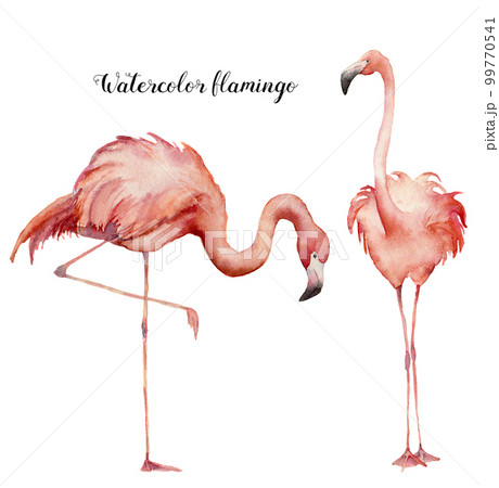 Watercolor two flamingo set. Hand painted bright exotic birds isolated on white background. Wild life illustration for design, print, fabric or background. 99770541