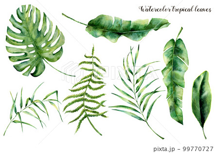 Watercolor set with tropical leaves. Hand painted palm branch, fern and leaf of magnolia. Tropic plant isolated on white background. Botanical illustration. For design, print or background 99770727