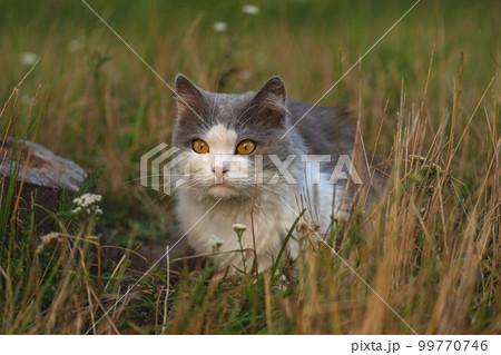 Beautiful cat outdoor in autumn flowering garden.. 99770746