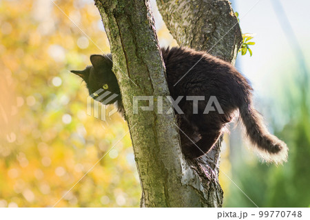 Beautiful cat outdoor in autumn flowering garden Beautiful cat outdoor in autumn flowering garden 99770748