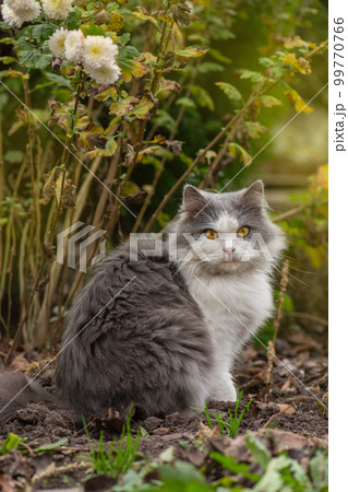 Cat in a field of autumn flowers Cat in a field of autumn flowers 99770766