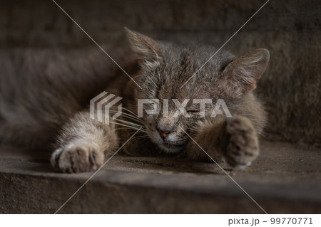 Rescue of pets Rescue of pets 99770771