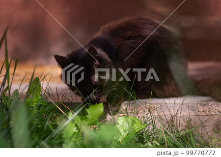 Letting the cat outside Letting the cat outside 99770772