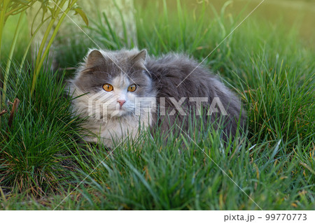 Letting the cat outside. Letting the cat outside. 99770773