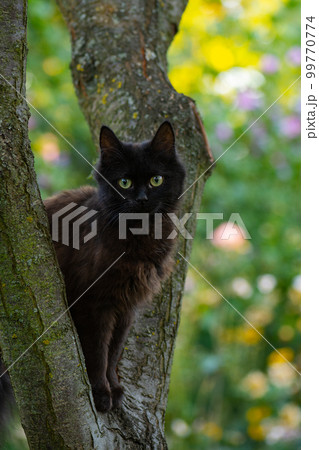 Beautiful cat pet climbs a tree Beautiful cat pet climbs a tree 99770774