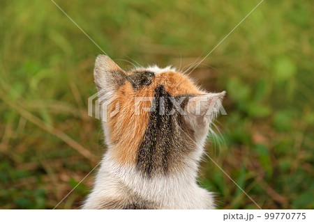 Free walking of cats on  garden 99770775