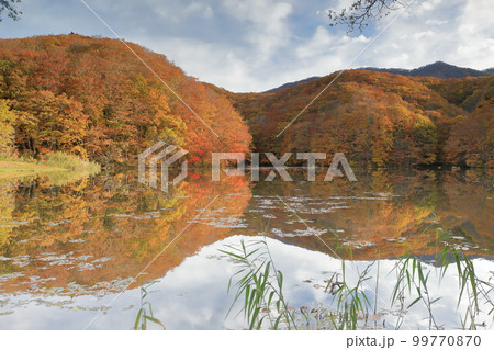福島県 磐梯朝日国立公園 曲沢沼の紅葉 福島県 磐梯朝日国立公園 曲沢沼の紅葉 99770870